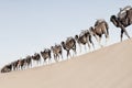 A long, endless caravan of camels dromedary at Erg Chebbi in Merzouga, Sahara desert of Morocco Royalty Free Stock Photo