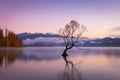 Beautiful Wanaka willow tree on a still morning, New Zealand Royalty Free Stock Photo