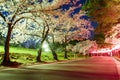 Long exposure of Cherry blossom in Joyama park during Hanami festival