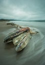 Decomposed beached whale with long exposure water.