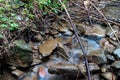 Long exposure image of a small mountain creek, due the  heavy deforestation the water is filled with pine wood brenches Royalty Free Stock Photo