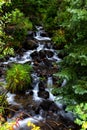 A Beautiful Stream Flowing in the Forest Royalty Free Stock Photo