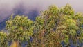 Long exposure of the movement of the canopy of an eucalyptus tree in a strong wind Royalty Free Stock Photo