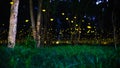 Firefly flying in the forest. Fireflies in the bush at night in Prachinburi Thailand. Long exposure photo. Royalty Free Stock Photo