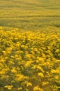 A long exposure photo of yellow flowers