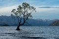 A lonely tree standing in Lake Wanaka in New Zealand at the sunset sky. Royalty Free Stock Photo