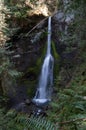 Long exposure portrait shot of Marymere Falls from another perspective, Olympic Peninsula, USA Royalty Free Stock Photo