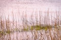 Long exposure of sea grass gentle swaying in the waves with the colors of evening reflecting in the waves Royalty Free Stock Photo
