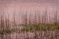Long exposure of sea grass gentle swaying in the waves with the colors of evening reflecting in the waves Royalty Free Stock Photo