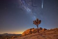 long exposure shot of a lone joshua tree under a meteor shower