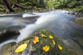 Long exposure shot of small fast flowing through wild green mountain forest river with crystal clear smooth silky water and bright Royalty Free Stock Photo