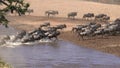 Long exposure shot of wildebeest herd crossing the mara river Royalty Free Stock Photo