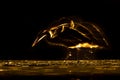 Long exposure Silhouette of Grey heron hunting at night