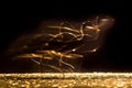 Long exposure Silhouette of Grey heron hunting at night