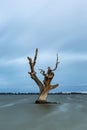 A Long Exposure Of A Single Dead Red Gum Tree In Lake Bonney Barmera In The Riverland South Australia On The 20th June 2020