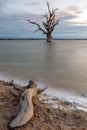 A Long Exposure Of Single Tree In Lake Bonney Barmera In The Riverland South Australia On The 20th June 2020