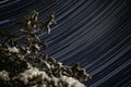 Long exposure startrail shot with snowy pine in the foreground