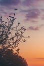 Long exposure of the sunset with moving clouds and the silhouette of a fig tree Royalty Free Stock Photo