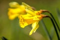 Three yellow daffodil flowers moving in the wind Royalty Free Stock Photo