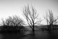 Long exposure view of a lake, with skeletal trees and still wate