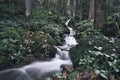 Long exposure view of water gushing down a creek in a forest Royalty Free Stock Photo