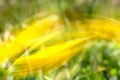 Long exposure, yellow daffodil flowers moving in the wind Royalty Free Stock Photo
