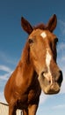 Long face Royalty Free Stock Photo