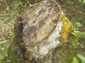 long fallen coconut tree trunk