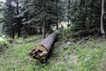 Long Fallen Log Royalty Free Stock Photo