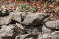 Lizard Climb on a Rock Royalty Free Stock Photo