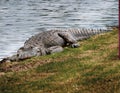 A long and fat alligator rests on a bank by the river waiting patiently for food.