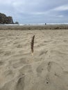 Long feather stuck in the beach sand with the ocean in the background at Morro Rock, California Royalty Free Stock Photo