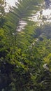 long fern plant taken from the angel under the tree