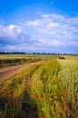 long field road in poppies and wheat Royalty Free Stock Photo