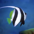 Long-fin bannerfish Royalty Free Stock Photo