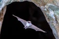 Long-fingered bat flying from cave