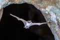 Long-fingered bat flying from cave Royalty Free Stock Photo