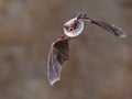 Long-fingered bat flying Royalty Free Stock Photo