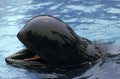 LONG-FINNED PILOT WHALE globicephala melaena, ADULT WITH OPENED MOUTH, AUSTRALIA Royalty Free Stock Photo