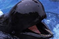 Long-Finned Pilot Whale, globicephala melaena with Open Mouth Royalty Free Stock Photo