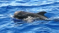 The long-finned pilot whale Globicephala melas Royalty Free Stock Photo