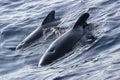 Long-finned Pilot Whale, Straits of Gibraltar Natural Park, Spain Royalty Free Stock Photo