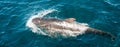 Long-finned Pilot Whales