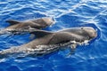 The long-finned pilot whales Globicephala melas Royalty Free Stock Photo