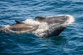 Long-finned Pilot Whales