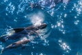 Long-Finned Pilot Whales in the Southern Atlantic Ocean