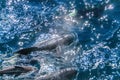Long-Finned Pilot Whales in the Southern Atlantic Ocean Royalty Free Stock Photo
