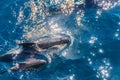 Long-Finned Pilot Whales in the Southern Atlantic Ocean Royalty Free Stock Photo