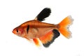 Long Finned Serpae Tetra Barb Hyphessobrycon eques aquarium fish Royalty Free Stock Photo