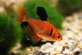 Long Finned Serpae Tetra Barb Hyphessobrycon eques aquarium fish Royalty Free Stock Photo